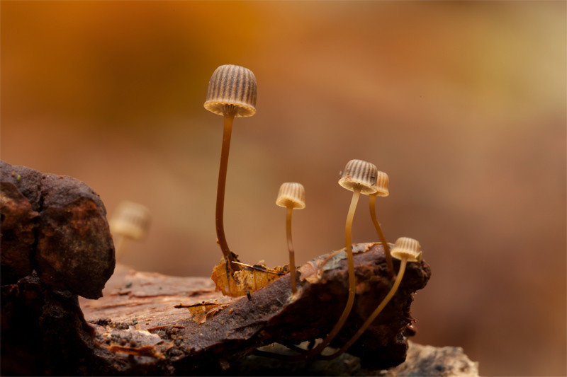 Mycena picta (door Ben Kraan)