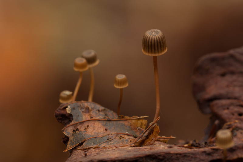 Mycena picta (door Ben Kraan)