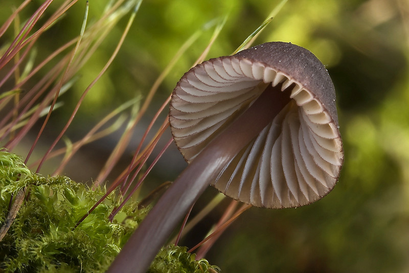 Mycena purpureofusca (door Gerben Winkel )