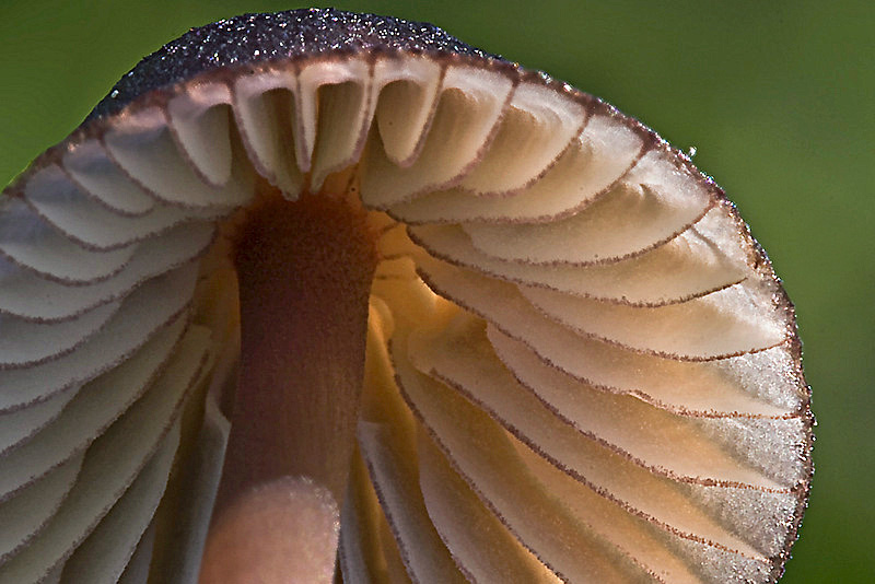 Mycena purpureofusca (door Gerben Winkel )