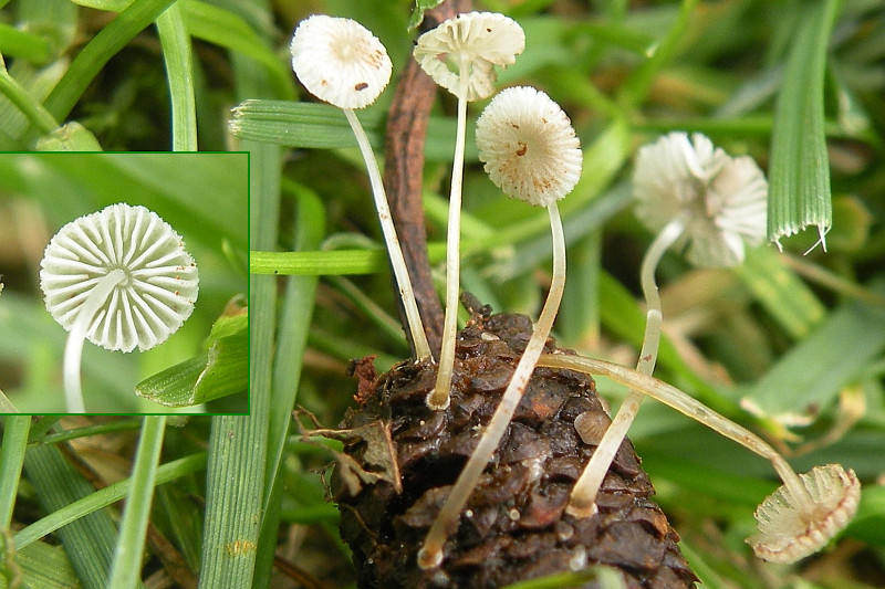 Mycena cecidiophila (door Arno van Stipdonk)