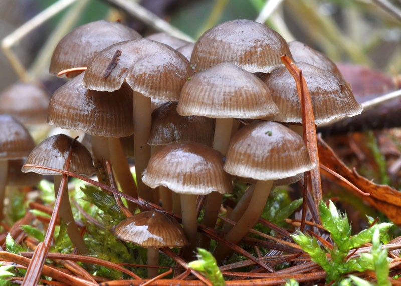 Mycena tintinnabulum (door Joop de Wit)