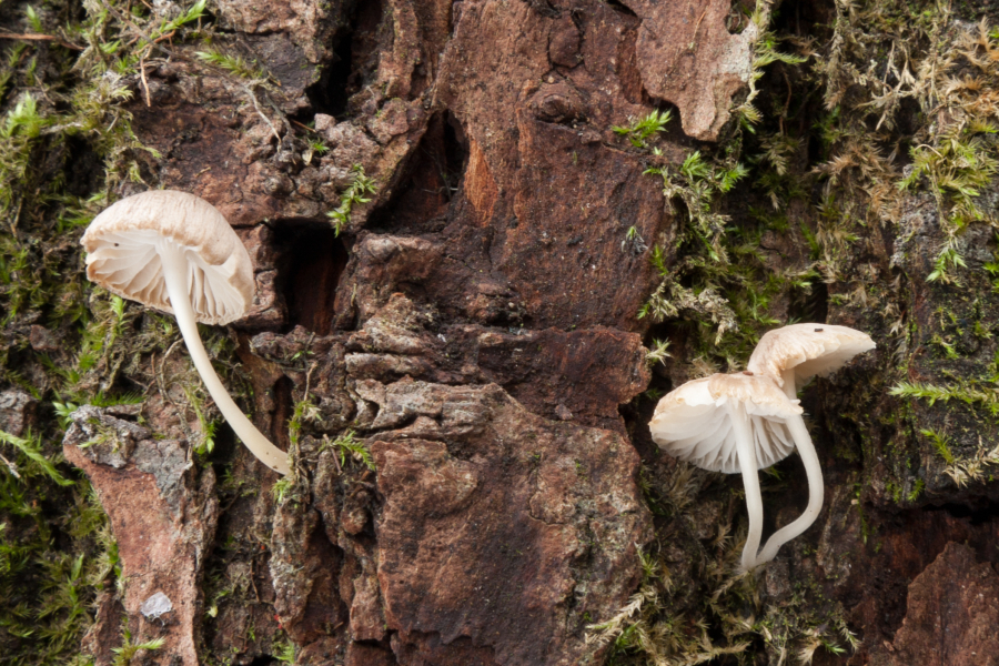 Mycena speirea (door Aldert Gutter)