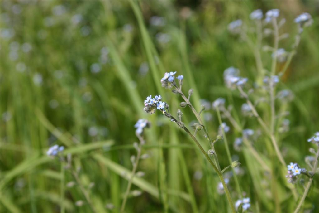 Myosotis arvensis (door Niels Jeurink)