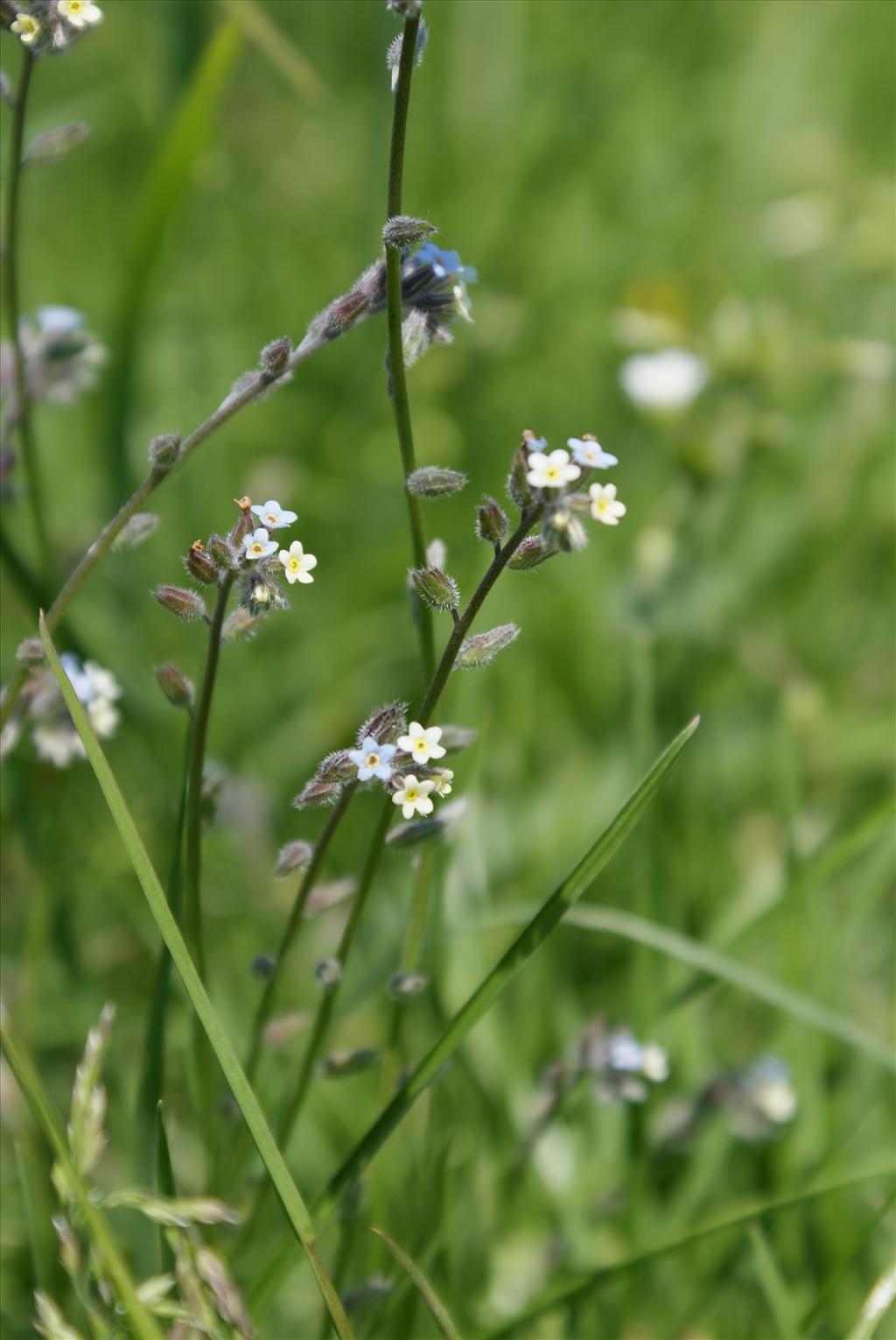 Myosotis discolor s.l. (door Adrie van Heerden)