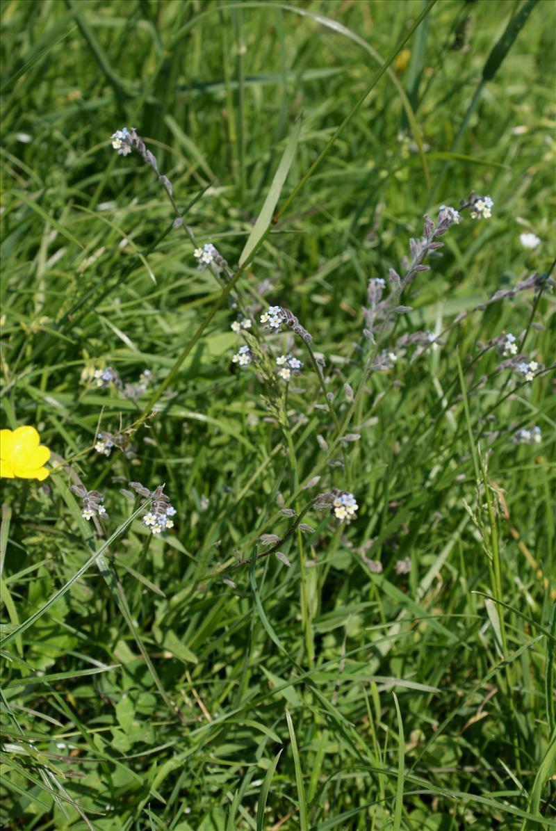 Myosotis discolor s.l. (door Adrie van Heerden)