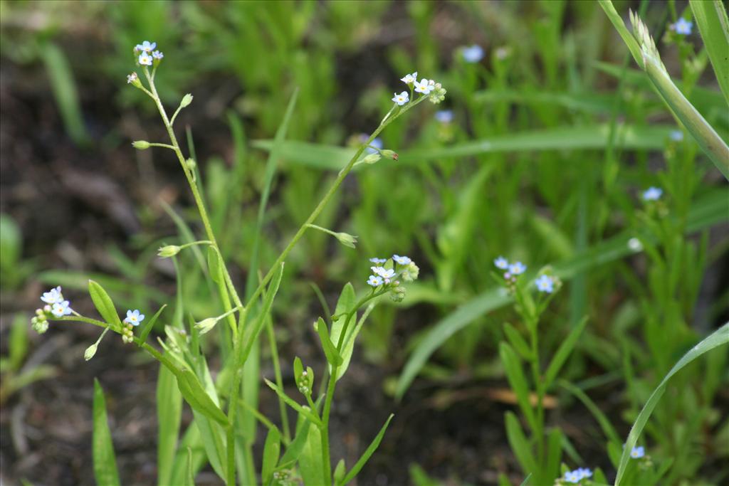 Myosotis laxa subsp. caespitosa (door Pieter Stolwijk)