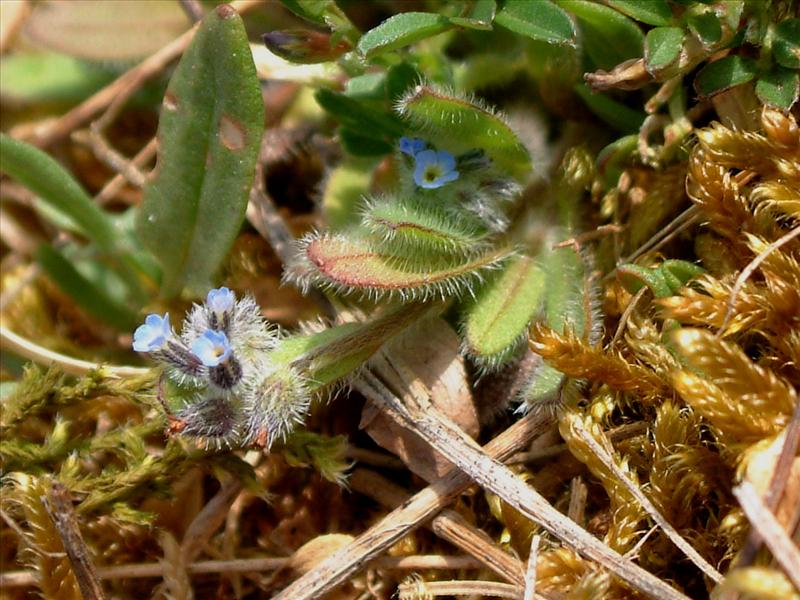 Myosotis ramosissima (door Adrie van Heerden)