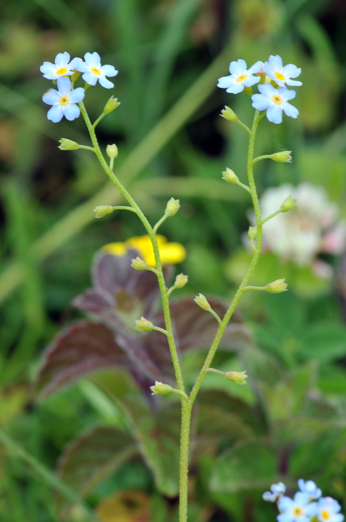 Myosotis scorpioides subsp. scorpioides (door Hans Toetenel)