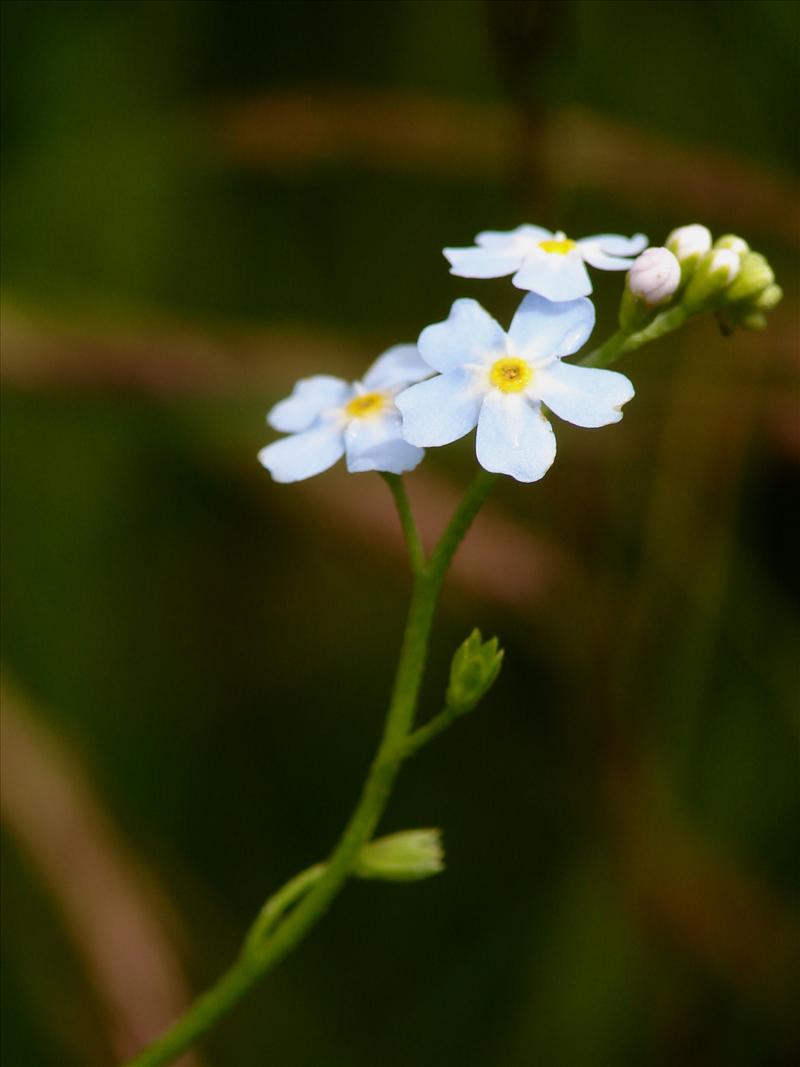 Myosotis scorpioides subsp. nemorosa (door Adrie van Heerden)