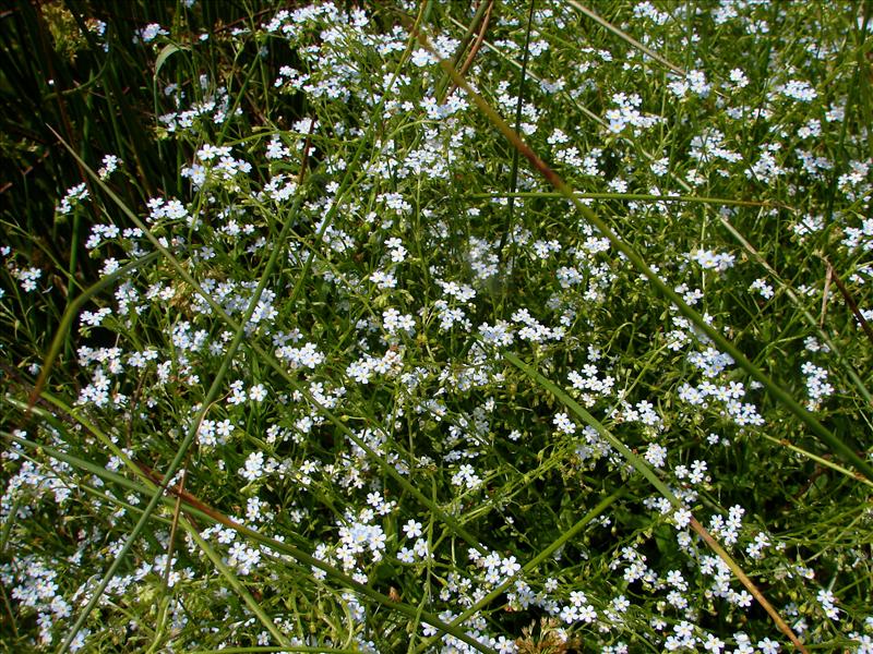 Myosotis scorpioides subsp. nemorosa (door Adrie van Heerden)