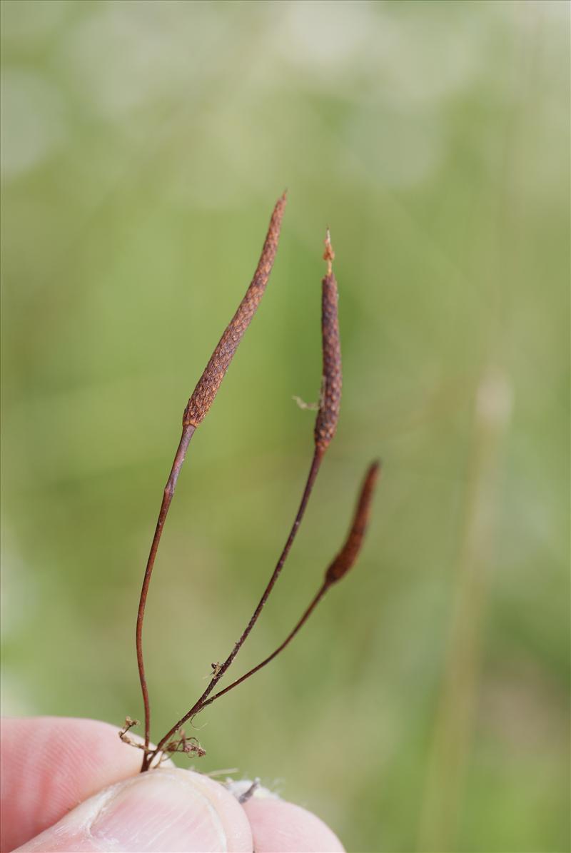 Myosurus minimus (door Adrie van Heerden)