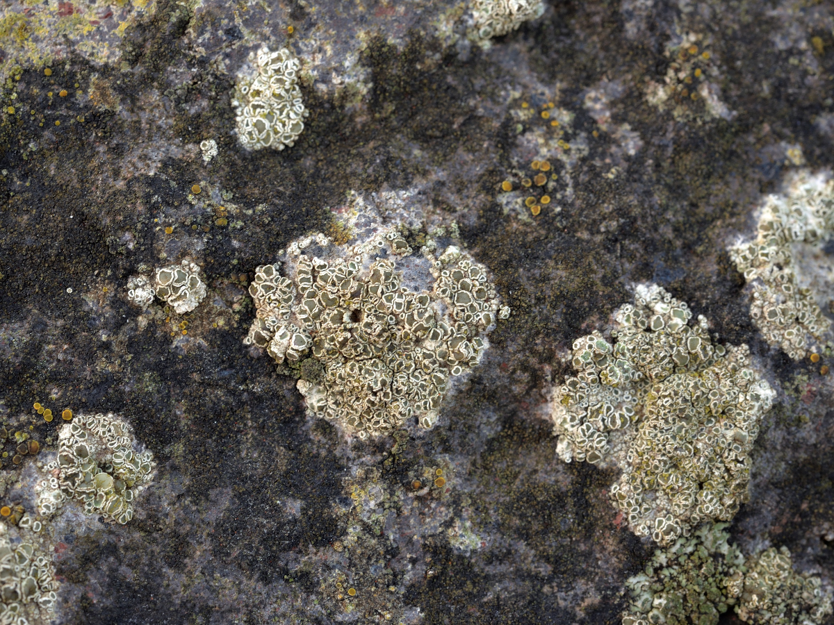 Myriolecis albescens (door Jan Freijer)