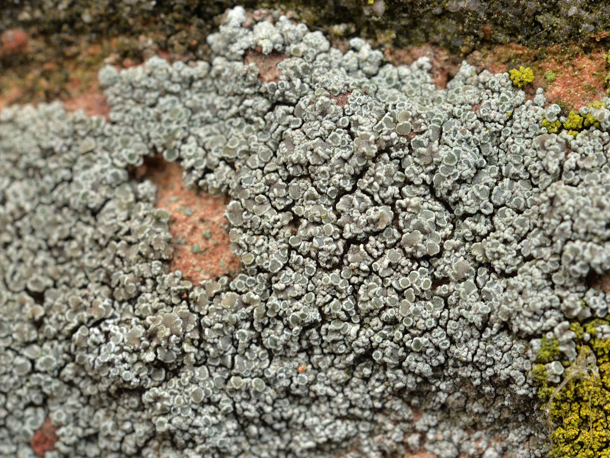 Myriolecis albescens (door Jan Freijer)