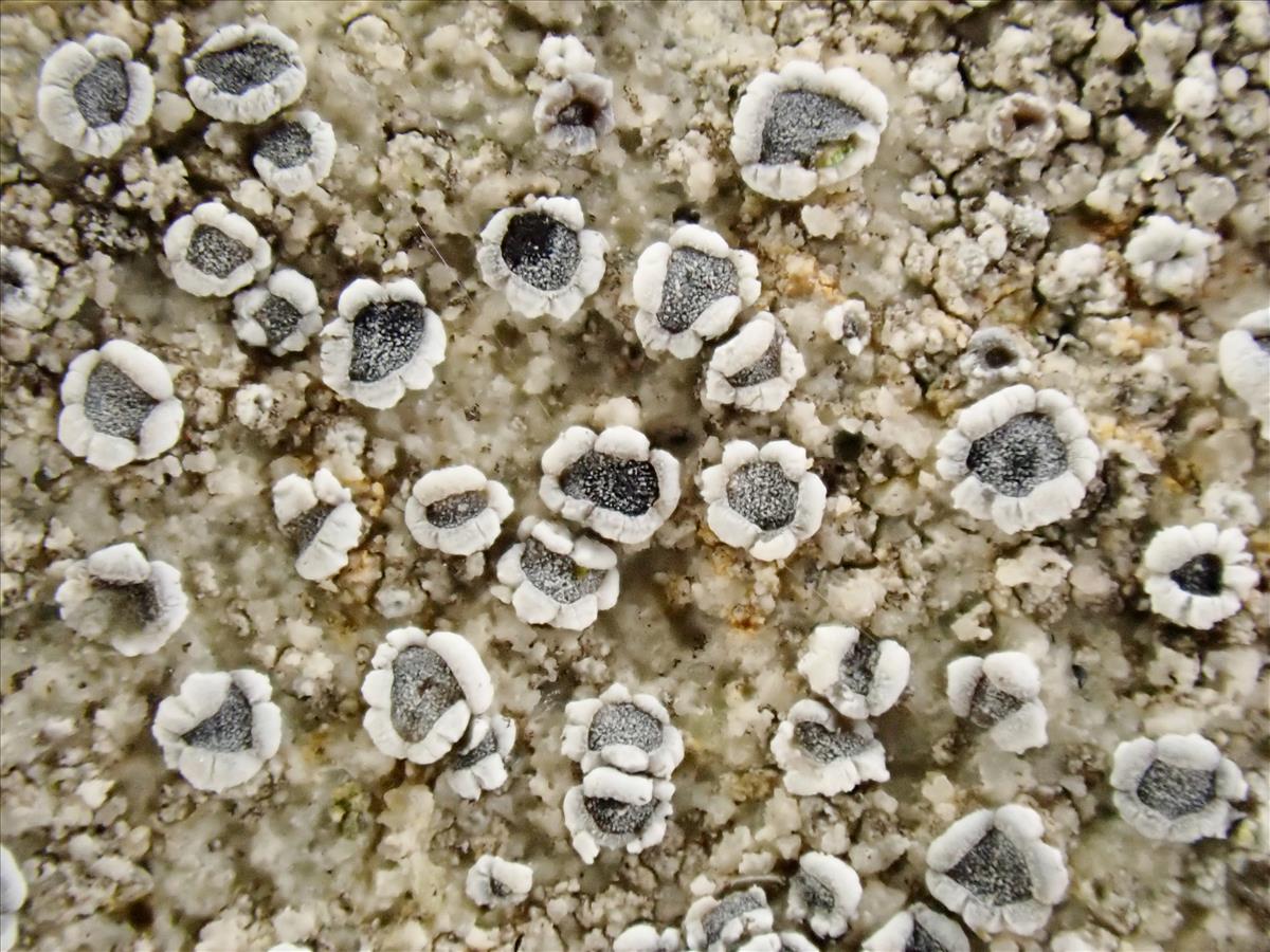 Myriolecis crenulata (door Arne van Wingerden)