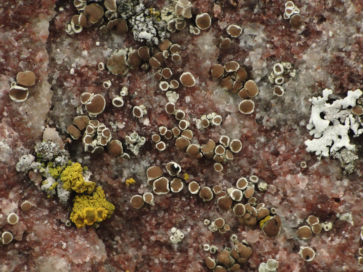 Myriolecis fugiens (door Henk-Jan van der Kolk)