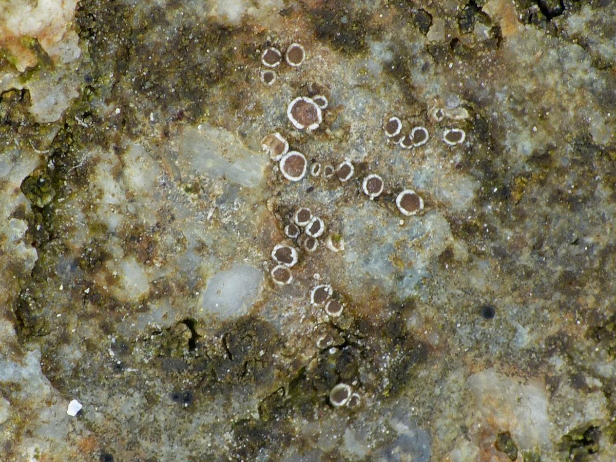 Myriolecis hagenii (door Henk-Jan van der Kolk)