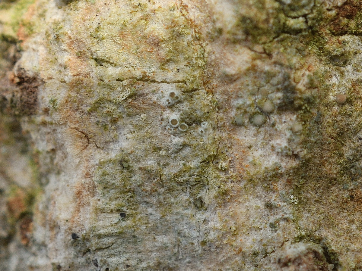 Myriolecis sambuci (door Jan Freijer)