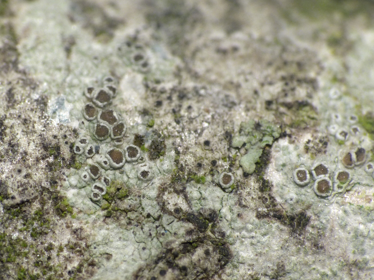 Myriolecis sambuci (door Henk-Jan van der Kolk)