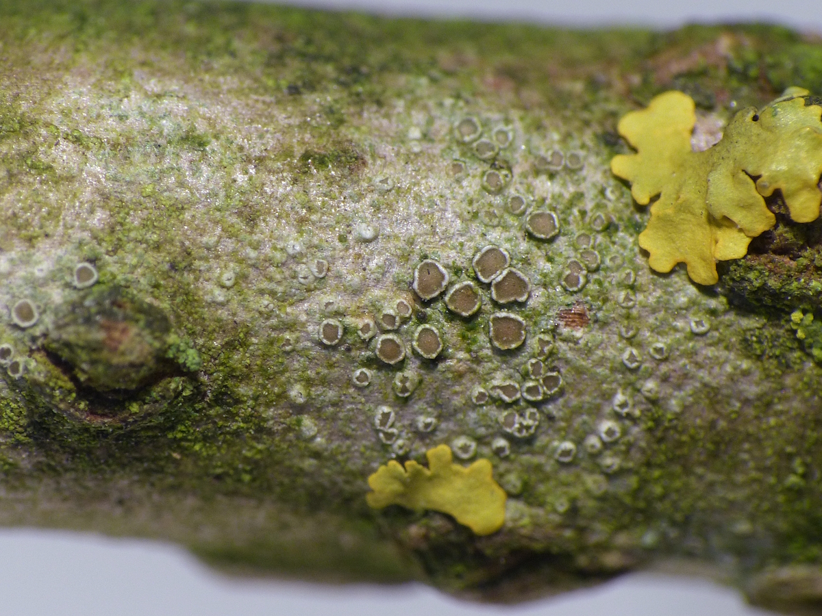 Myriolecis sambuci (door Henk-Jan van der Kolk)