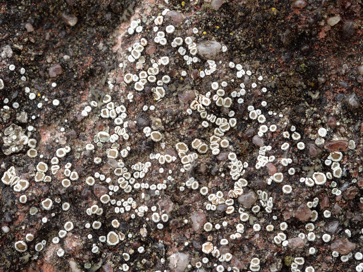 Myriolecis semipallida (door Jan Freijer)