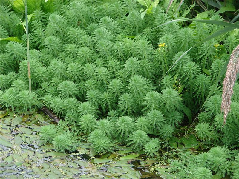 Myriophyllum aquaticum (door Adrie van Heerden)