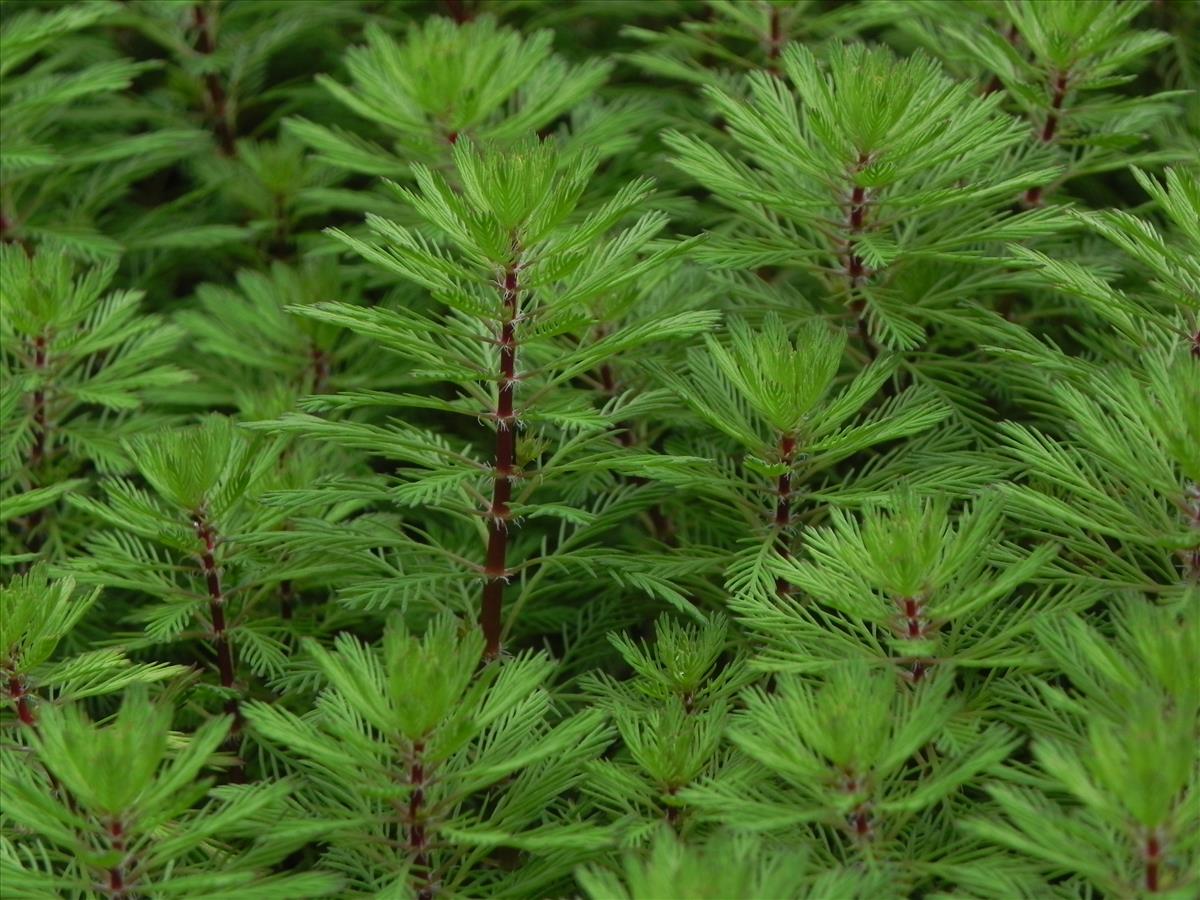 Myriophyllum rubricaule (door Edu Boer)