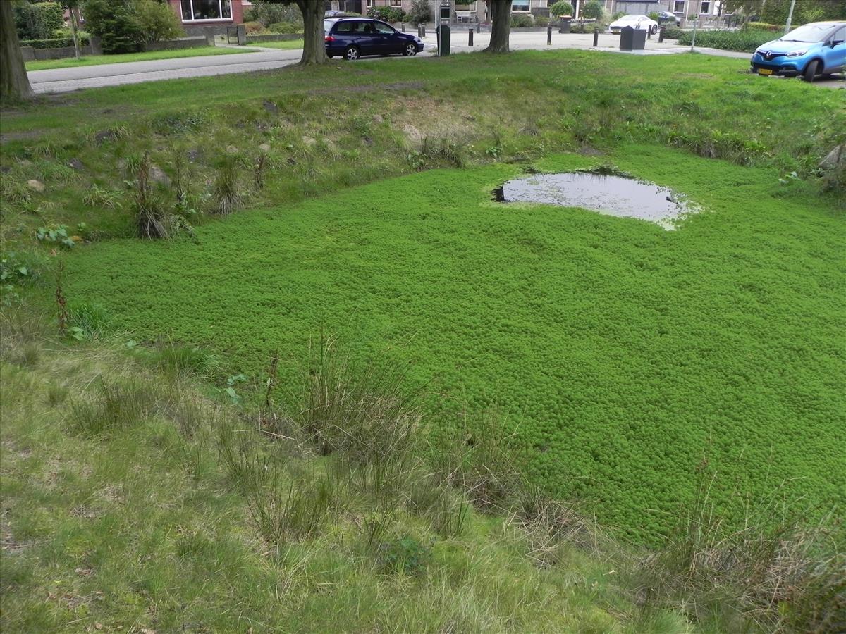 Myriophyllum rubricaule (door Edu Boer)