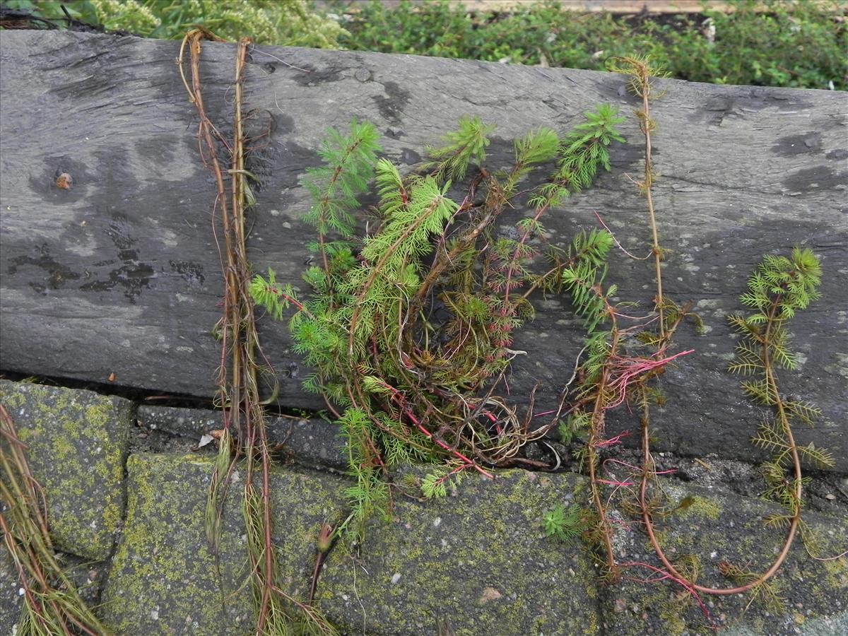 Myriophyllum rubricaule (door Edu Boer)