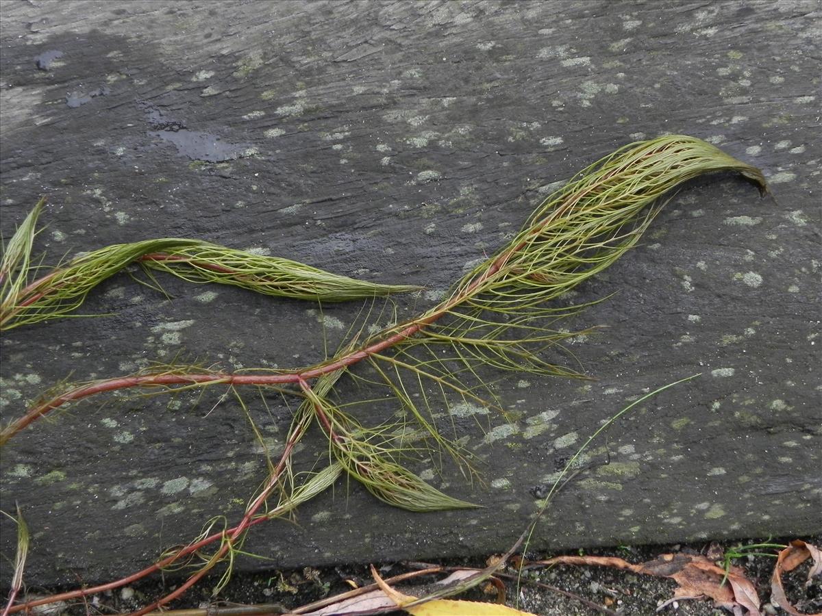 Myriophyllum rubricaule (door Edu Boer)