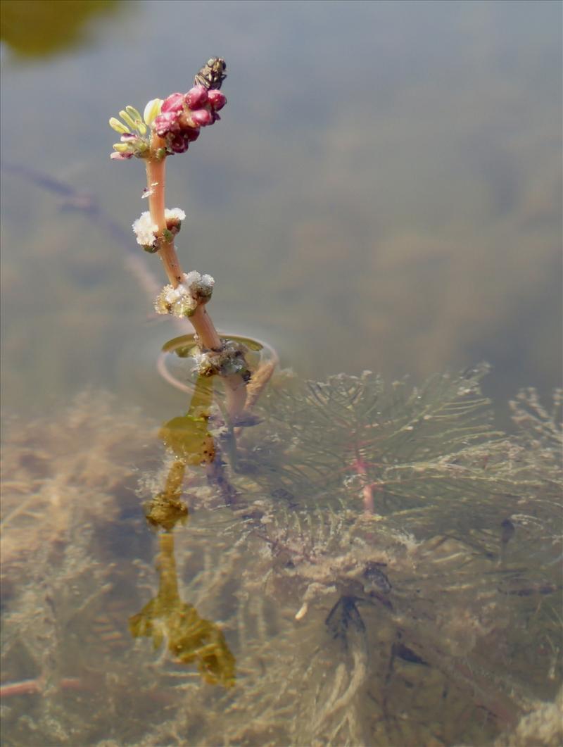 Myriophyllum spicatum (door Adrie van Heerden)