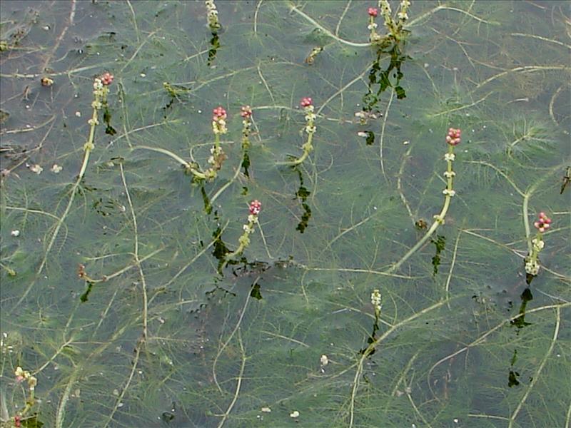 Myriophyllum spicatum (door Adrie van Heerden)