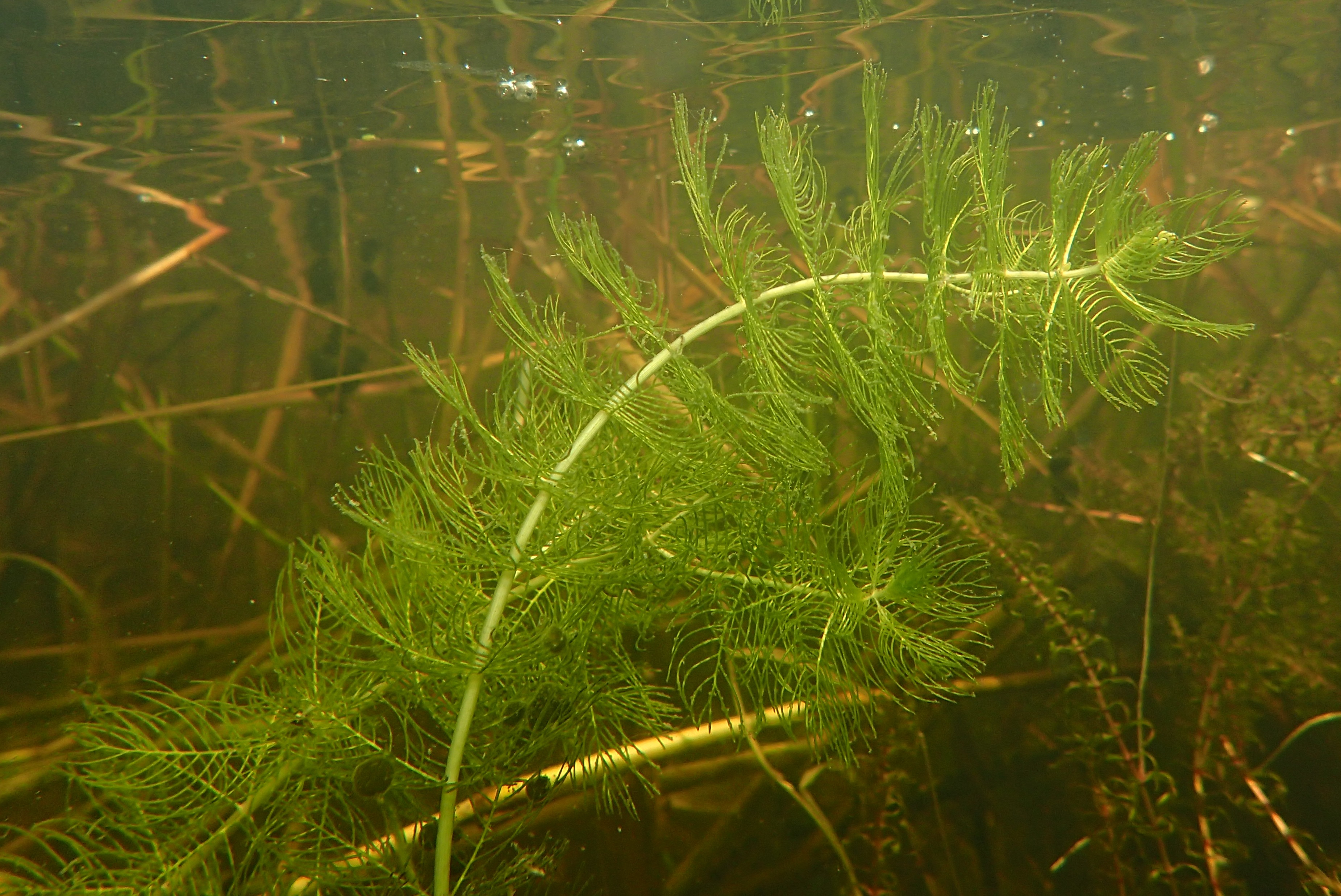 Myriophyllum spicatum (door Adrie van Heerden)