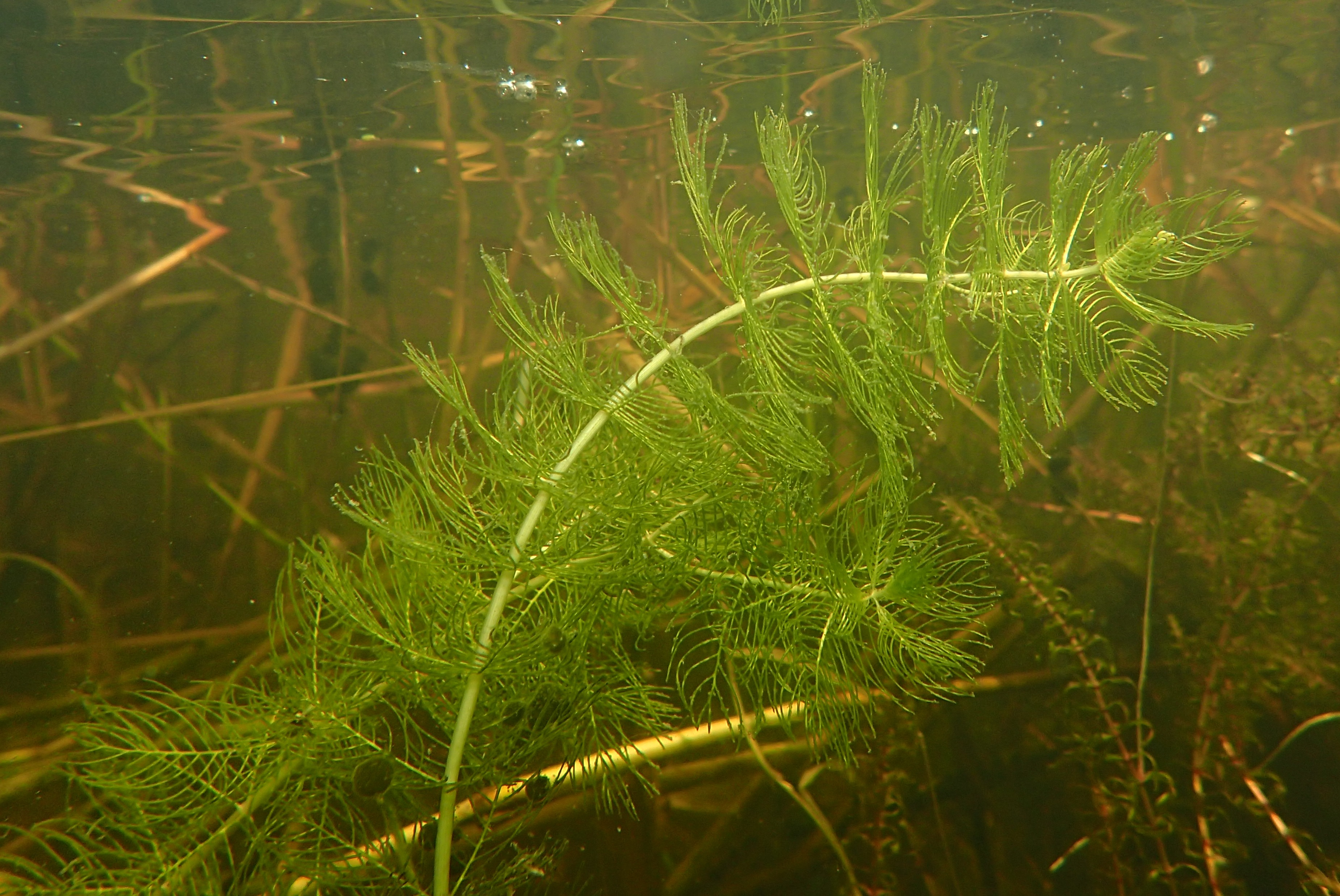 Myriophyllum spicatum (door Adrie van Heerden)