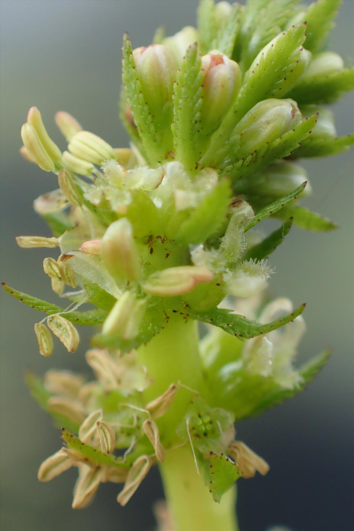 Myriophyllum verticillatum (door Adrie van Heerden)