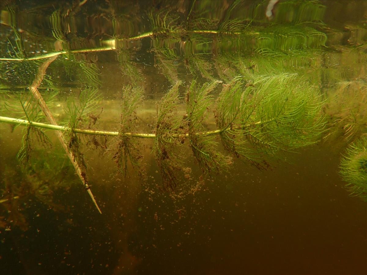 Myriophyllum verticillatum (door Adrie van Heerden)