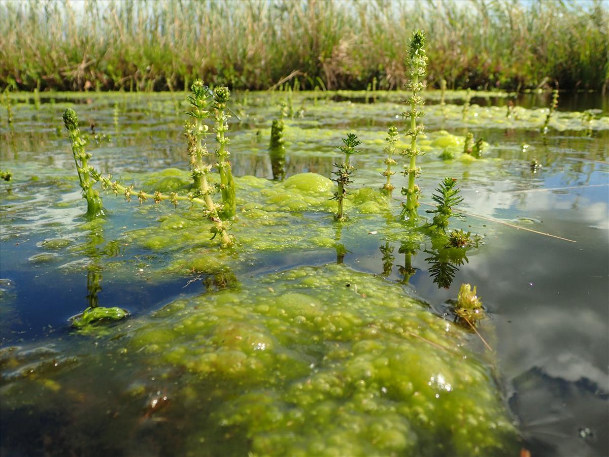 Myriophyllum verticillatum (door Adrie van Heerden)