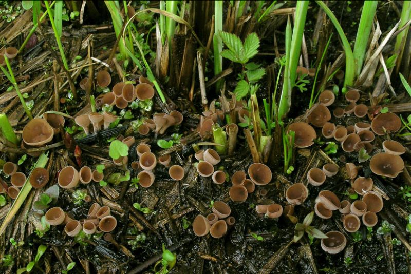 Sclerotinia sulcata (door Henk Huijser)