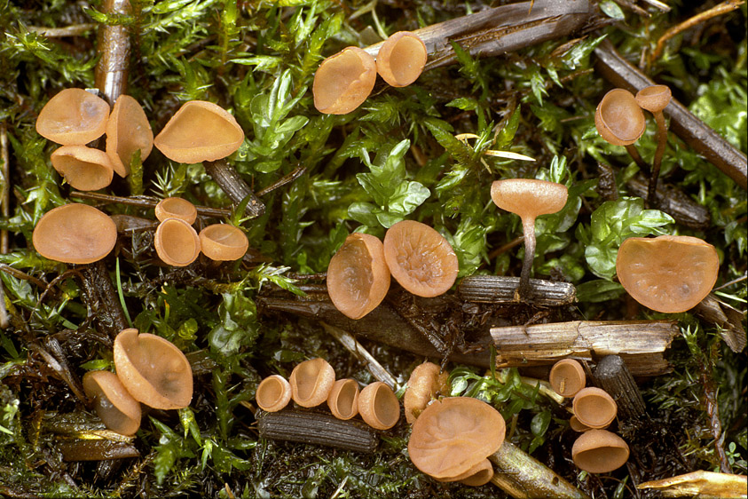 Myriosclerotinia curreyana (door Henk Huijser)