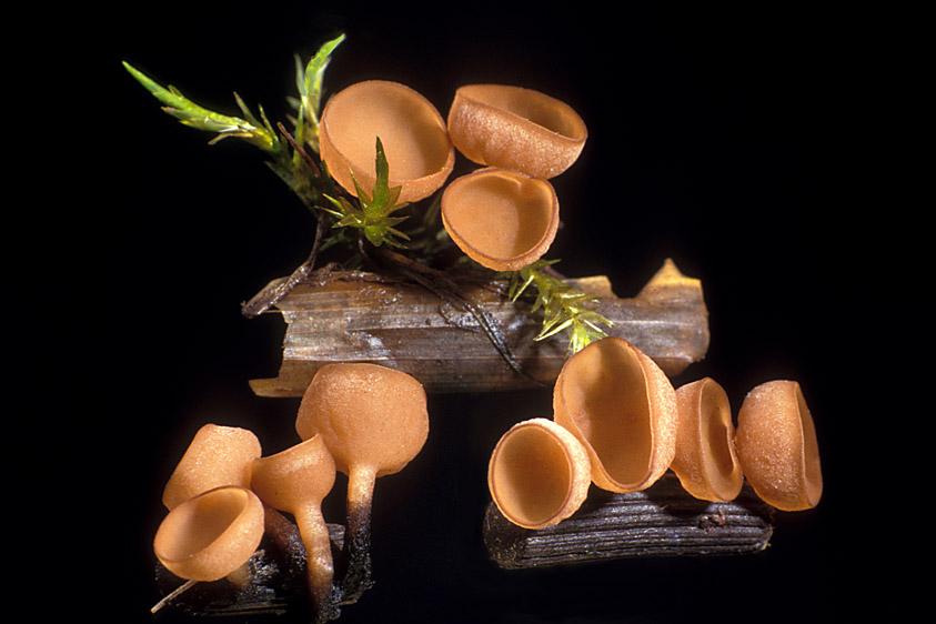 Myriosclerotinia curreyana (door Henk Huijser)