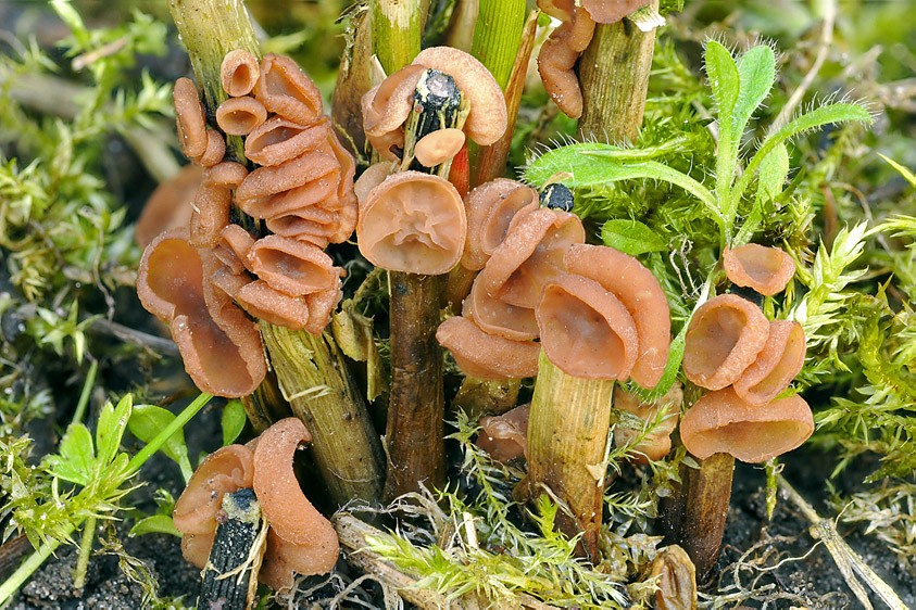 Myriosclerotinia curreyana (door Henk Huijser)