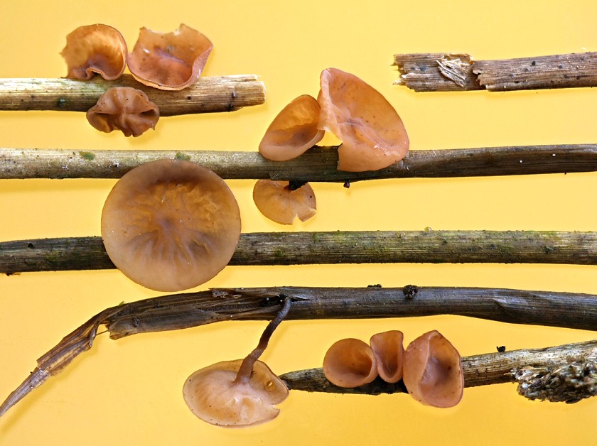 Myriosclerotinia curreyana (door Menno Boomsluiter)