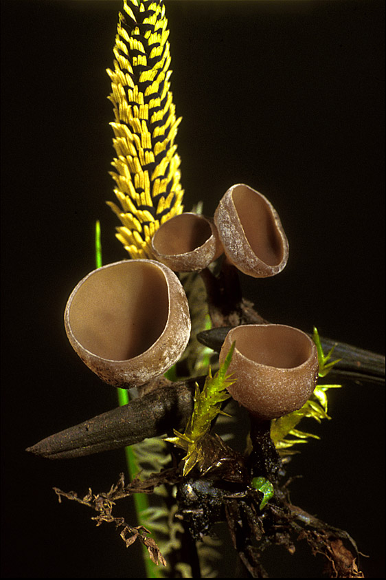 Sclerotinia sulcata (door Henk Huijser)