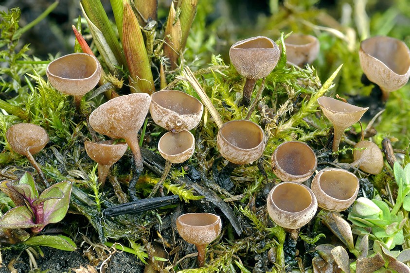 Sclerotinia sulcata (door Henk Huijser)