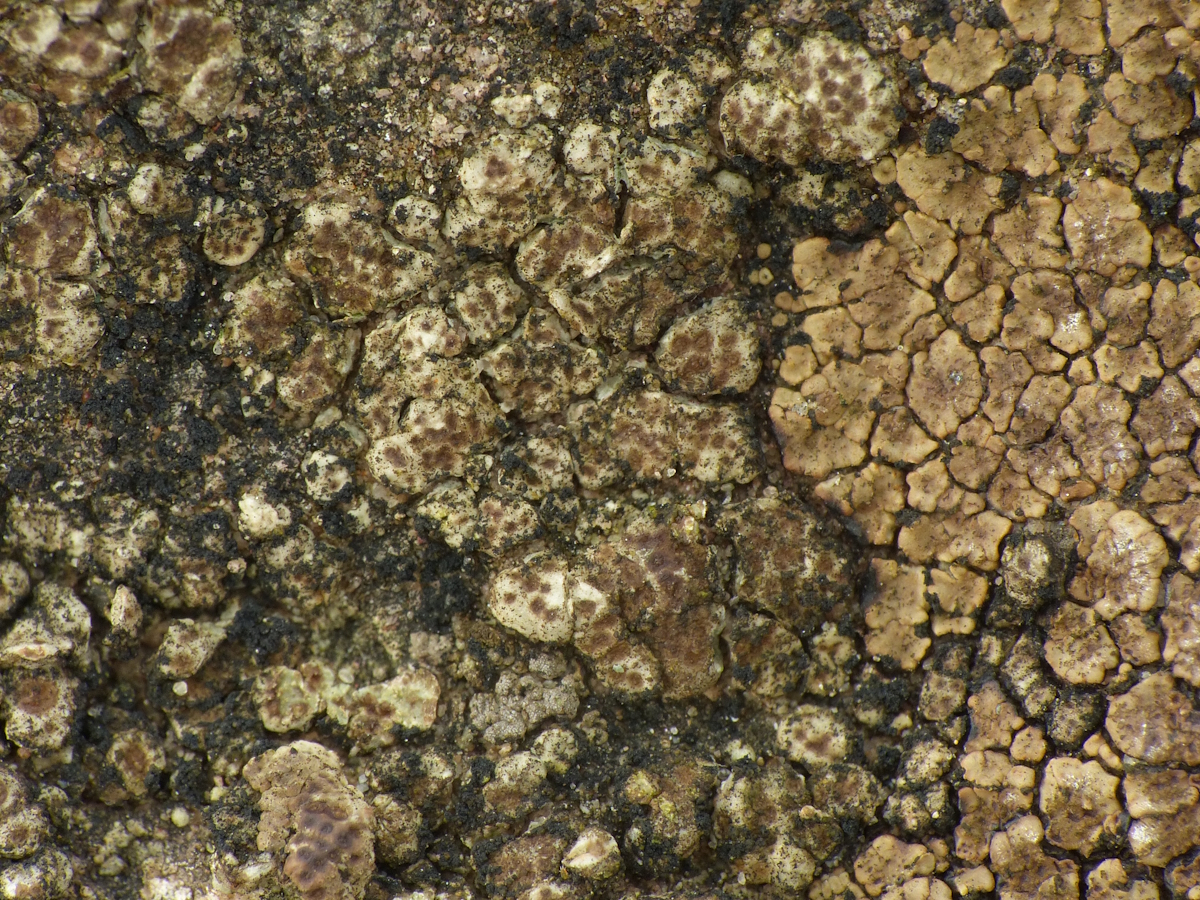 Myriospora smaragdula (door Henk-Jan van der Kolk)