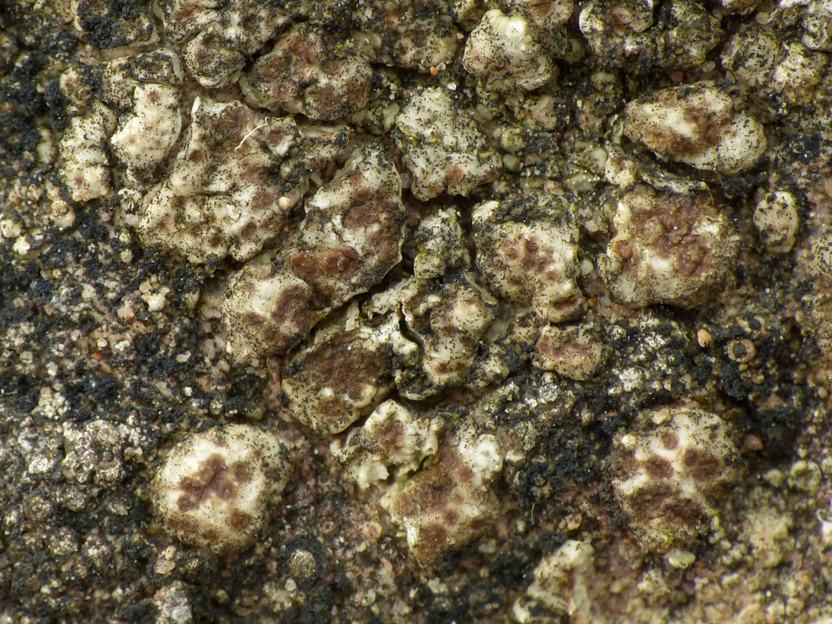 Myriospora smaragdula (door Henk-Jan van der Kolk)