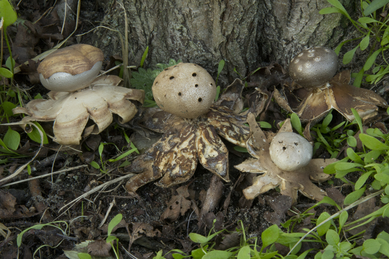 Myriostoma coliforme (door Menno Boomsluiter)