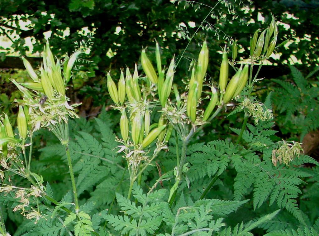 Myrrhis odorata (door Adrie van Heerden)