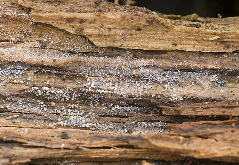 Stypella crystallina (door Nico Dam)