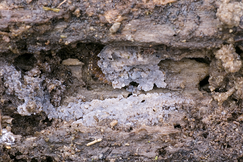 Stypella grilletii (door Nico Dam)